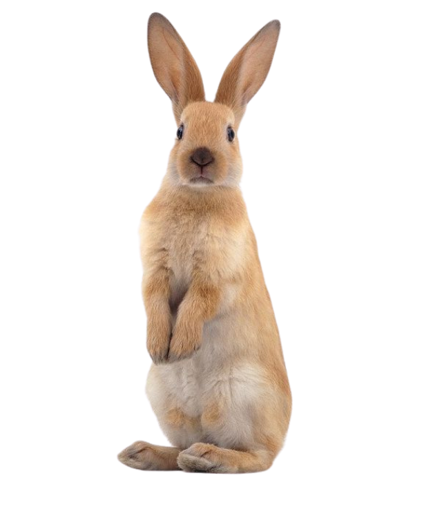 Rabbit Products – Comfort, Care & Happy Bunnies