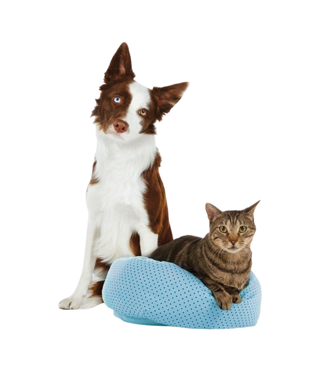 Cat Health & Safety – Protection, Well-Being & Peace of Mind