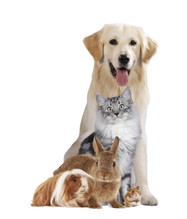 Dog Food – Balanced Nutrition for Healthy