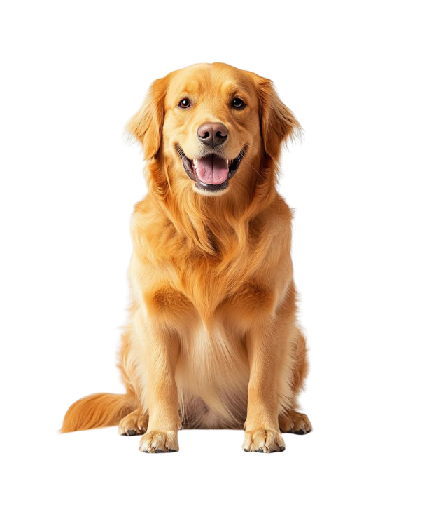 Dog Products – Everything Your Dog Needs for a Happy Life