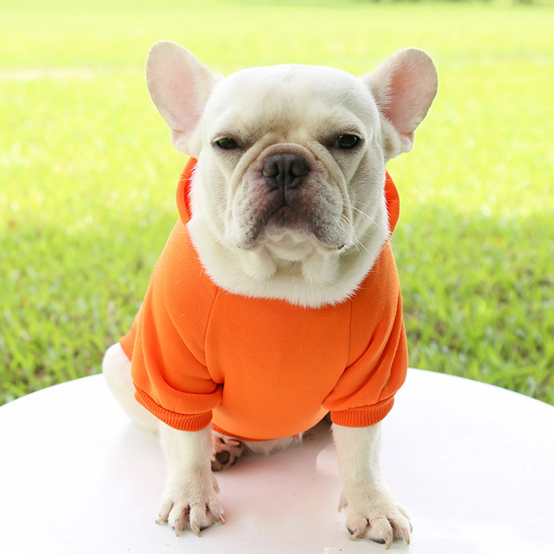 Fashion Dog Clothing Autumn