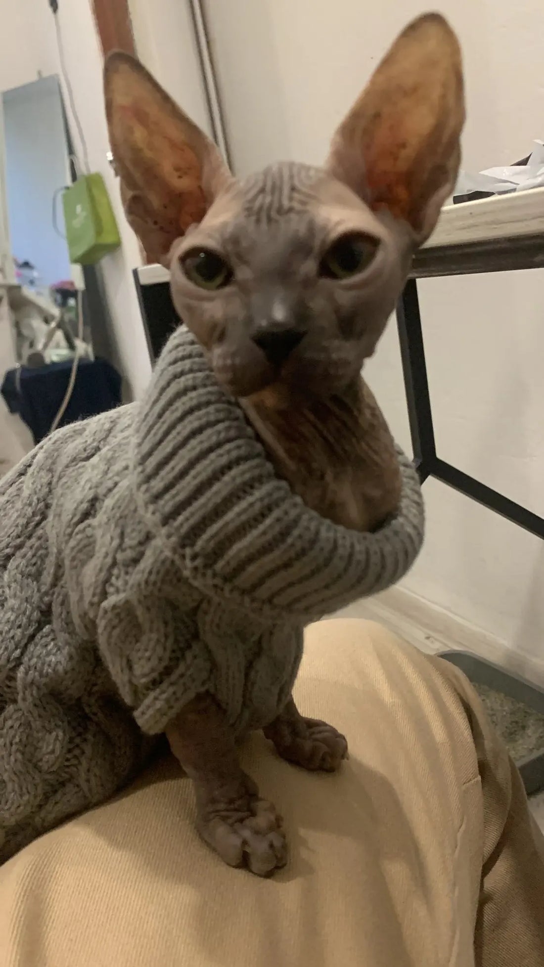 Knitted Clothes For Dogs Chihuahua