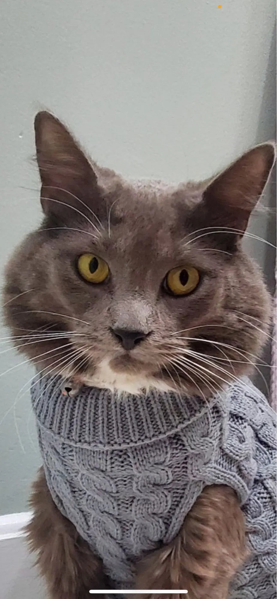 Knitted Clothes For Dogs Chihuahua