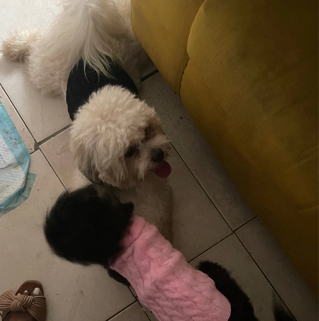 Knitted Clothes For Dogs Chihuahua