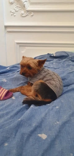 Knitted Clothes For Dogs Chihuahua