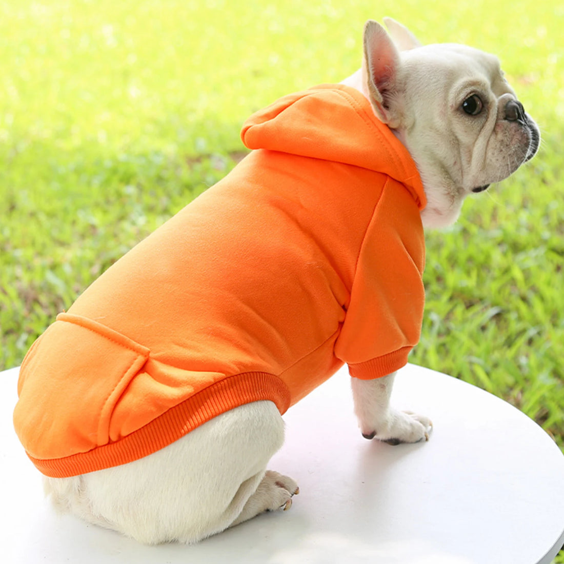 Fashion Dog Clothing Autumn