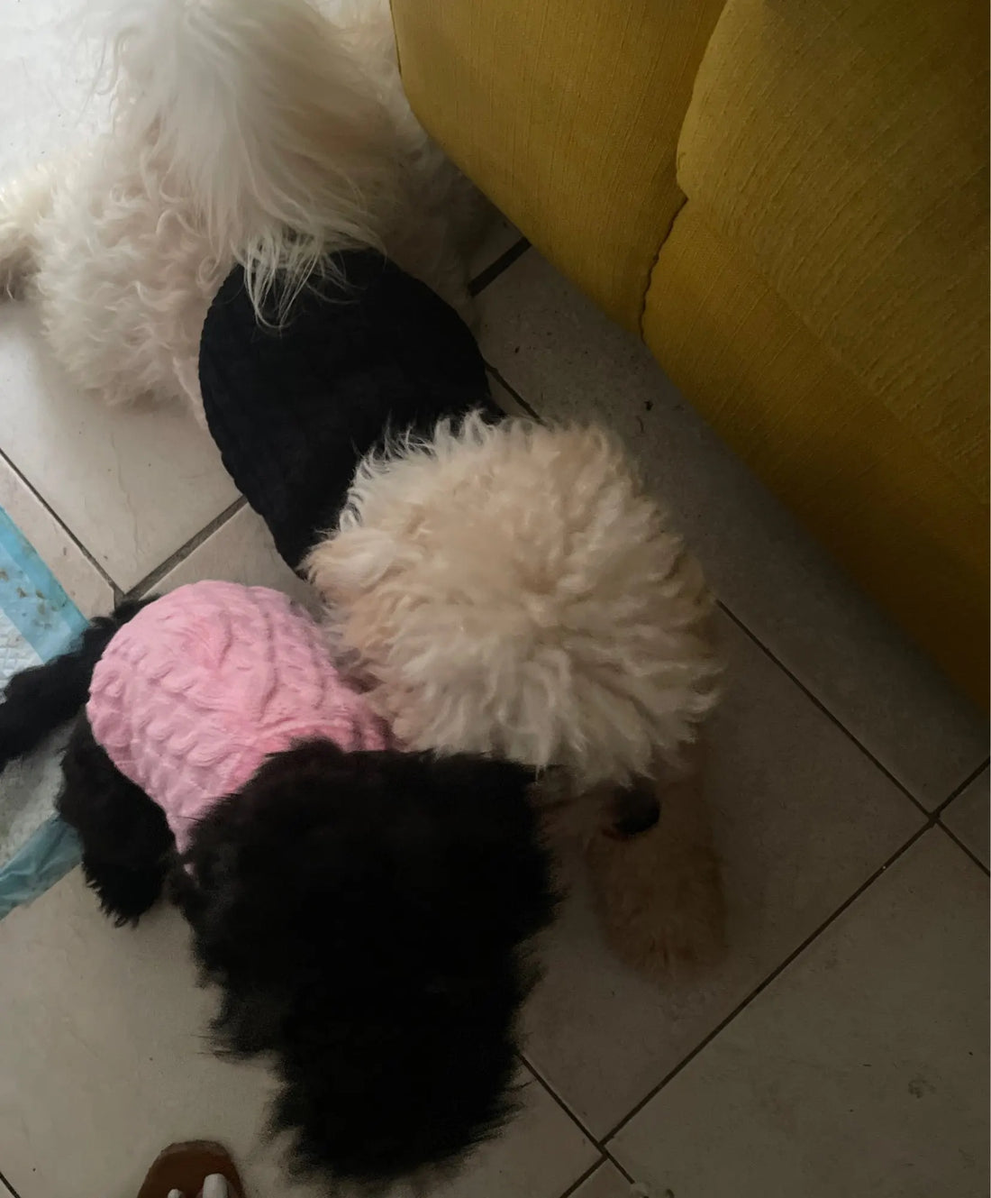 Knitted Clothes For Dogs Chihuahua