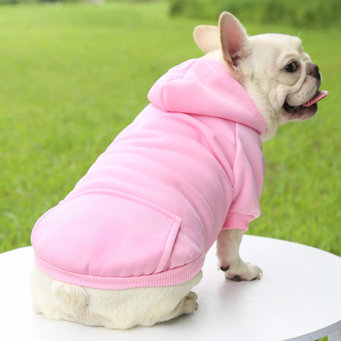 Fashion Dog Clothing Autumn