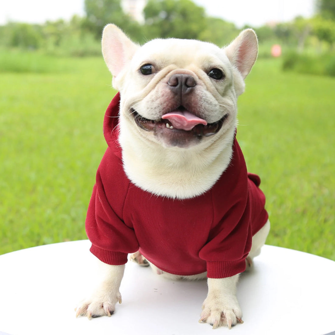 Fashion Dog Clothing Autumn