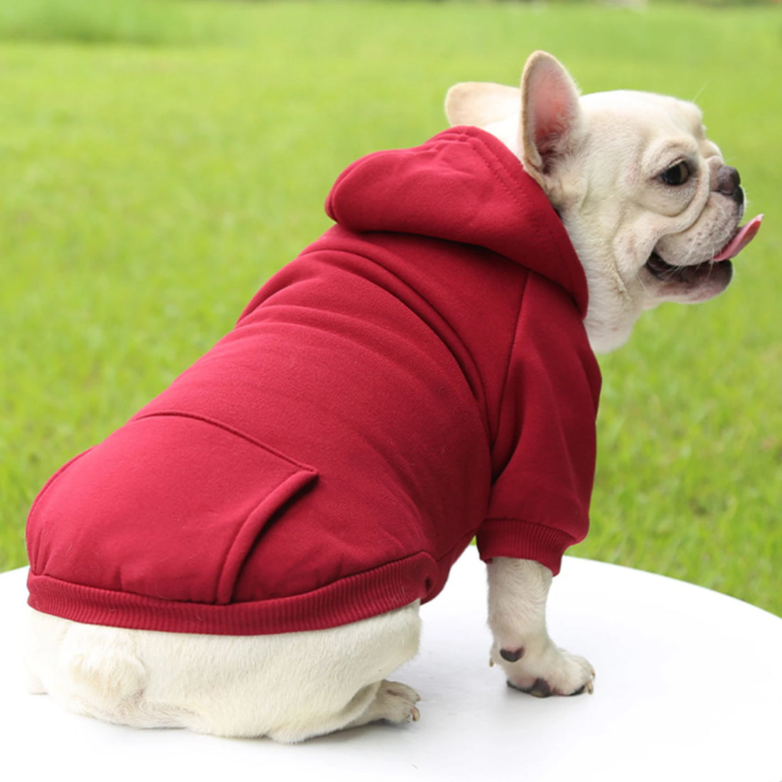 Fashion Dog Clothing Autumn