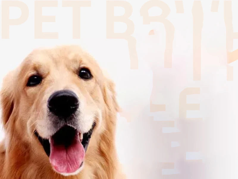 Pet Dog Bowl Collapsible Dog Waterg Dog