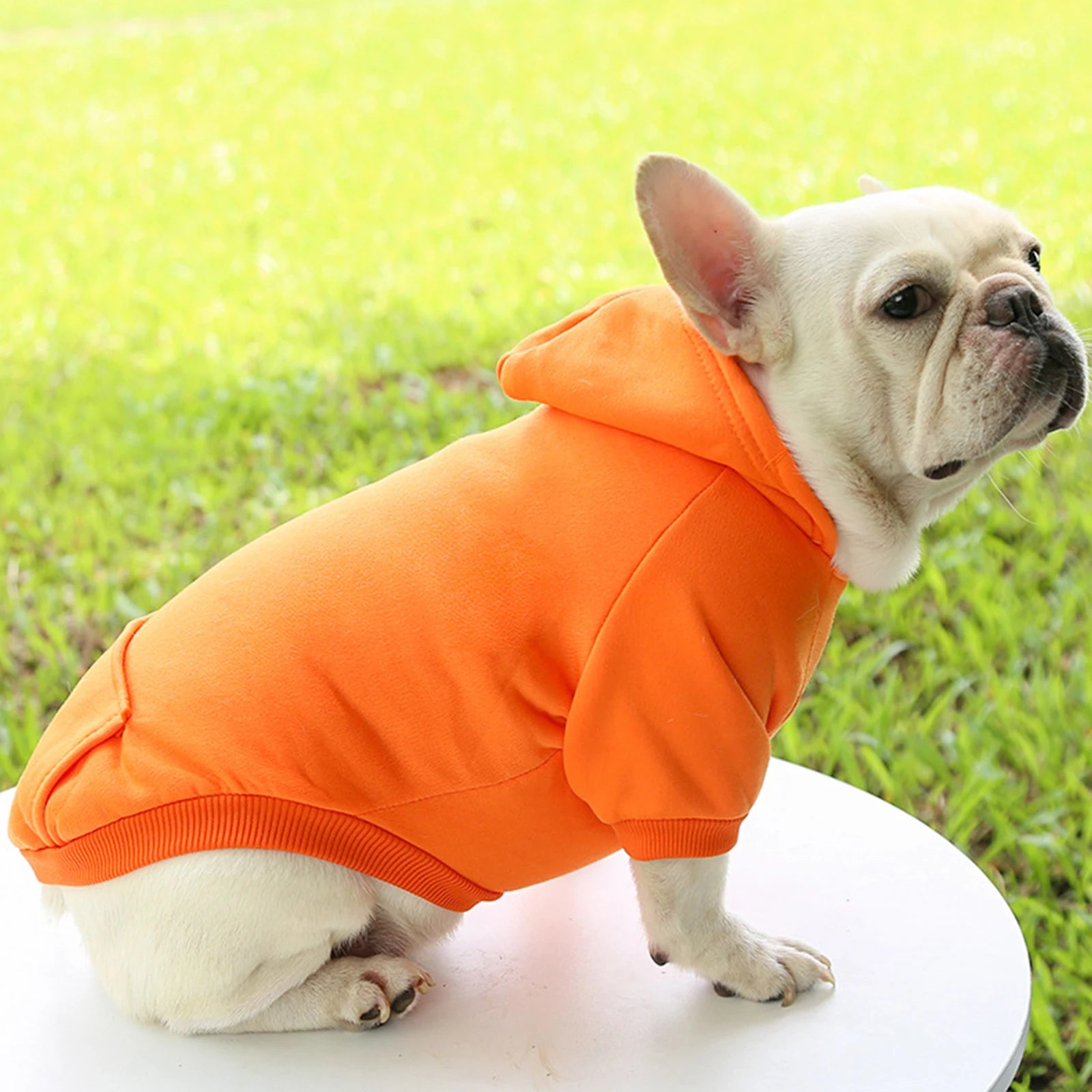 Fashion Dog Clothing Autumn