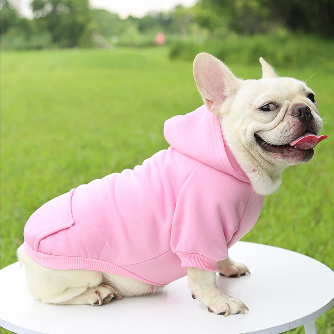 Fashion Dog Clothing Autumn