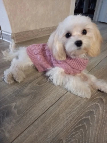 Knitted Clothes For Dogs Chihuahua